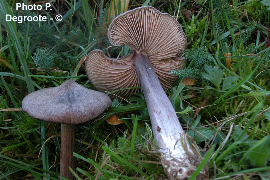 Entoloma porphyrophaeum